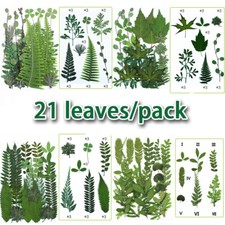 Pressed Dried Flowers Leaves