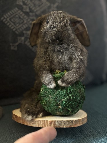 Roadkill baby rabbit - roadkill,