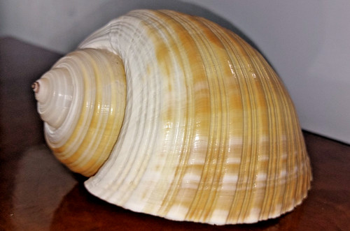 Giant decorative tun shell - giant,