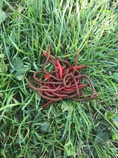 30pcs Blood Red Mixed Worms Drop Shot LRF Perch Pike Chub trout, match the hatch