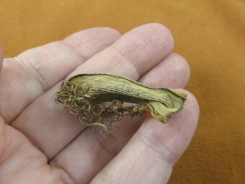 Catshark cat - (s800-240), 1-1/2"