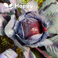 VEGETABLE AUTUMN CABBAGE -
