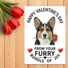 Cardigan welsh corgi - cardigan,