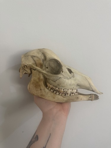 Nature found sika - nature, skull