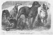 PARIS DOG SHOW Bloodhound