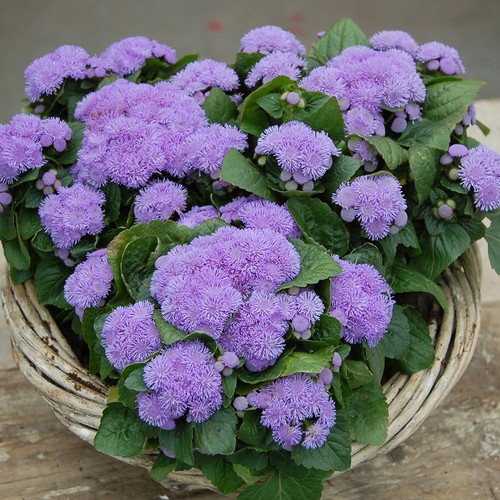Ageratum ariella blue floss - blue,