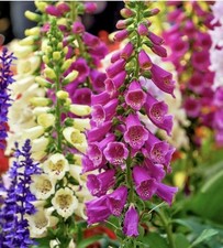 Foxglove Digitalis Purpurea
