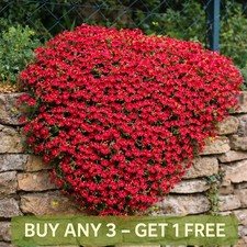 ROCK CRESS CASCADE RED - 300