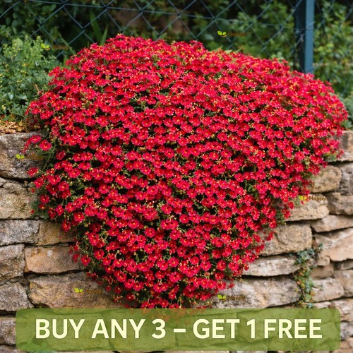 Rock cress cascade - rock, 300