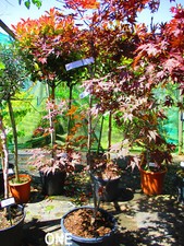 6.5ft inc. pot 25litre LARGE JAPANESE MAPLE Acer palmatum FIREGLOW