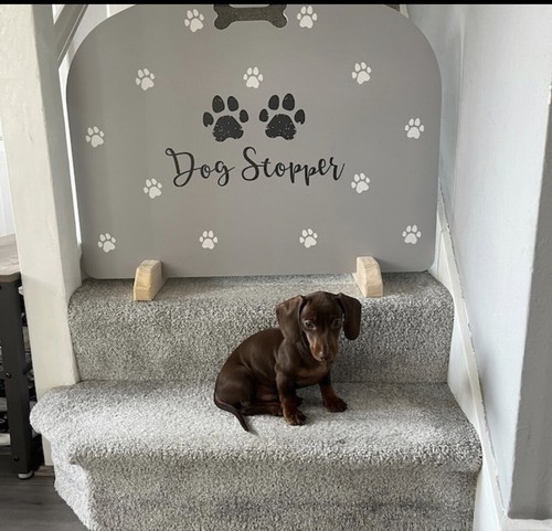 Dog stopper stair gate - stopper, gate,