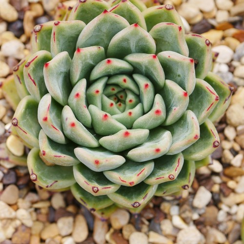 Echeveria zaragozae 9cm - echeveria,