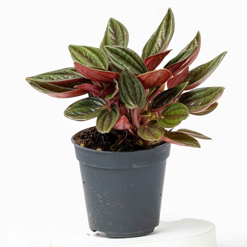 Peperomia caperata rosso - peperomia,