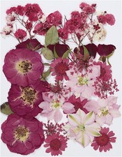 Dried Pressed Flowers Natural