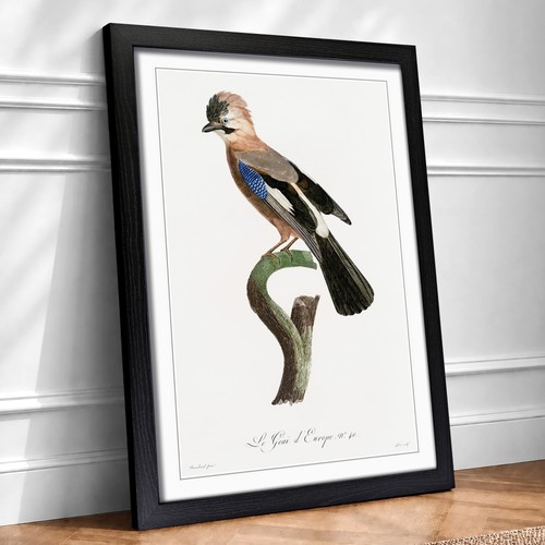Eurasian jay bird - eurasian,