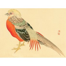 Kono chinese pheasant - kono,