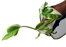 Epipremnum aureum ‘NJoy