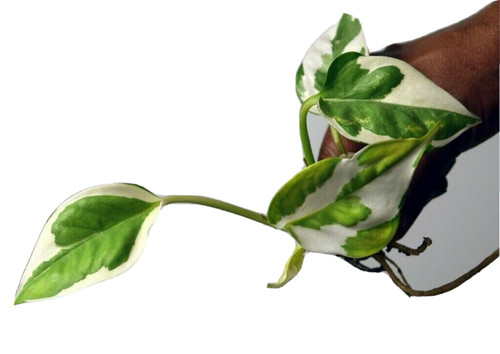 Epipremnum aureum njoy - epipremnum, ‘njoy