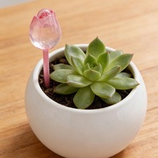 6Pcs Plant Feeders Drip Water