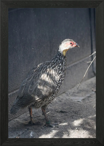 Crested francolin bird - crested,