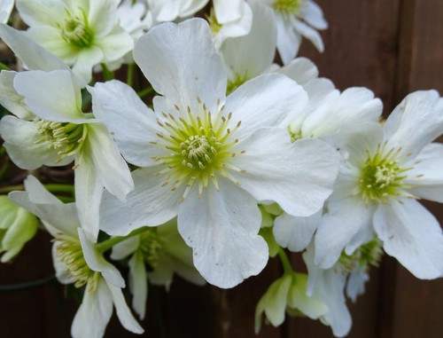 Clematis potaninii - , 15