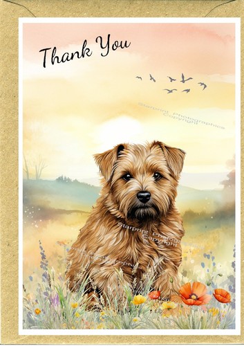 Norfolk terrier dog - terrier,