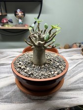 X2 Adenium obesum Plants