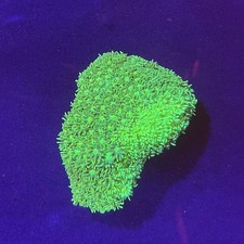 GREEN GONIOPORA -  LPS CORAL