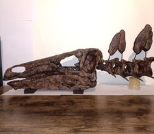 Stegosaurus skull with - stegosaurus,