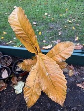 Sweet chestnut tree saplings 