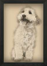 Cross breed dog 8 years ol
