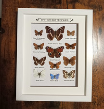 Taxidermy Real Framed British