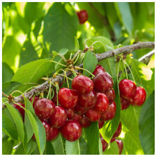 Stella Cherry Tree 4-5ft Self-Fertile & Ready to Fruit.Dark Red,Very Tasty