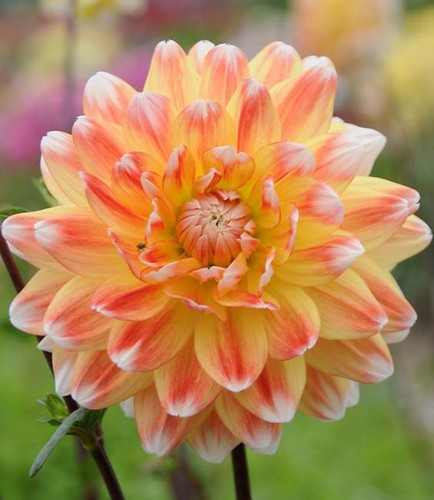 Rare premium dahlia - premium, orange