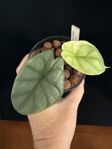 Alocasia silver dragon baby - alocasia,