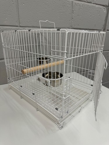 African grey bird parrot - parrot, /
