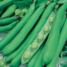Broad Beans 'Masterpiece' Broad Bean Seeds 25 or 50 seeds
