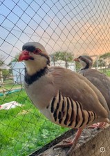 100+ mix of pheasant and