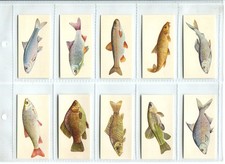 Sport Fish 1978 Craven Black Cat Cigarette Cards - Full Set of 50 Cards