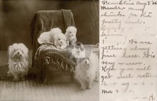 Cute Family Bichon Frise Dogs