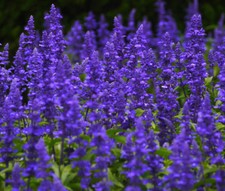 SAGE BLUE Salvia Farinacea -