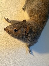 Taxidermy Wall Mounted Grey