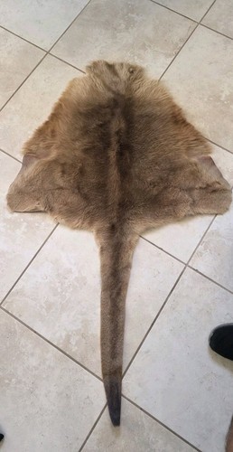 Kangaroo pelt rug lot - kangaroo, 04568