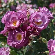 Veilchenblau- Rambling Rose FREE NATIONWIDE DELIVERY