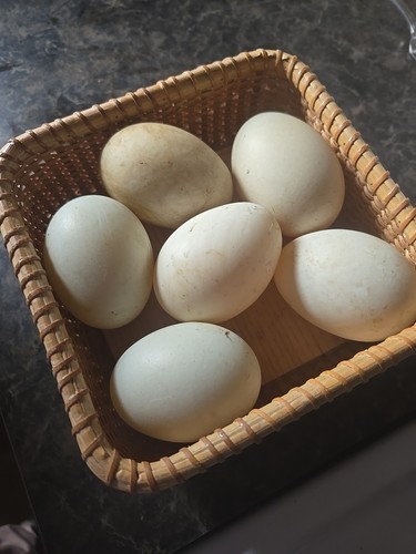 Fertile duck hatching - eggs,