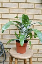 Aechmea fasciata ‘Primera’