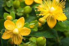 St Johns Wort plant Very
