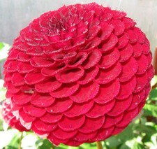 BLYTON RED ACE  Min/Ball