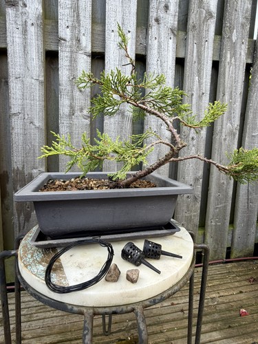 Chinese juniper bonsai starter - chinese,