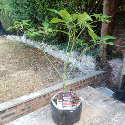 Armegedon chilli pepper plant - armegedon,